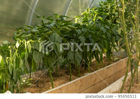 Bulgarian pepper grows in a greenhouse. Green leaves and green fruits. Well-groomed plants in the greenhouse 95050311
