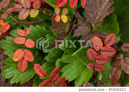 Colorful rosehip leaves in drops of rain or dew. reddened leaves from the first frost. Autumn background, texture. Close-up Colorful rosehip leaves in drops of rain or dew. reddened leaves from the first frost. Autumn background, texture. Close-up 95050322