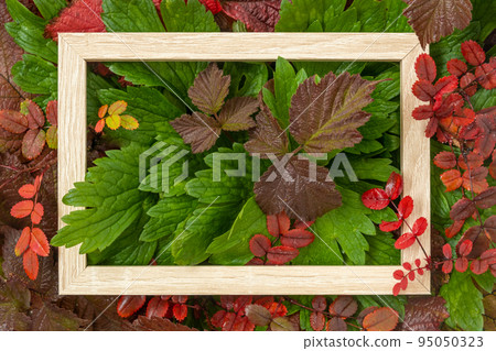 Autumn announcement. There is a frame on crimson and green autumn leaves. Space for text. Juicy leaves with dew drops. Saturated colors of autumn and summer. Background, texture Autumn announcement. There is a frame on crimson and green autumn leaves. Space for text. Juicy leaves with dew drops. Saturated colors of autumn and summer. Background, texture 95050323