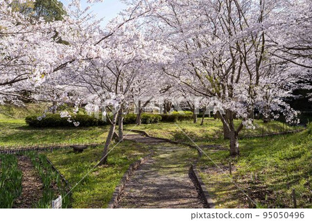 Cherry blossoms in Tateoka Nature Park in fine weather 95050496
