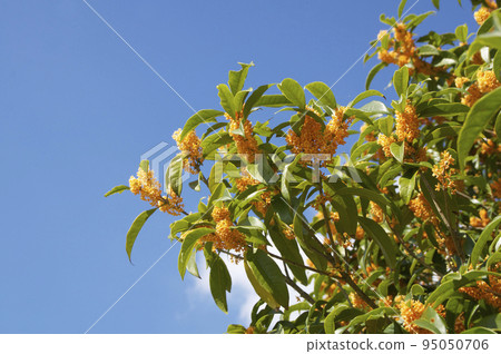 盛開的桂花香 95050706