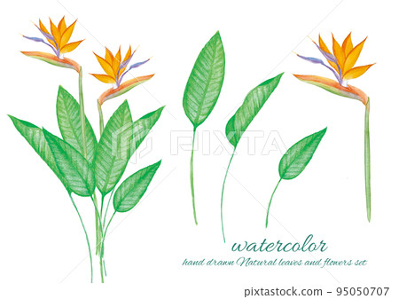 Bird of paradise flower watercolor illustration drawn by hand 95050707