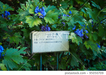 北海道植物園烏頭　 95050709