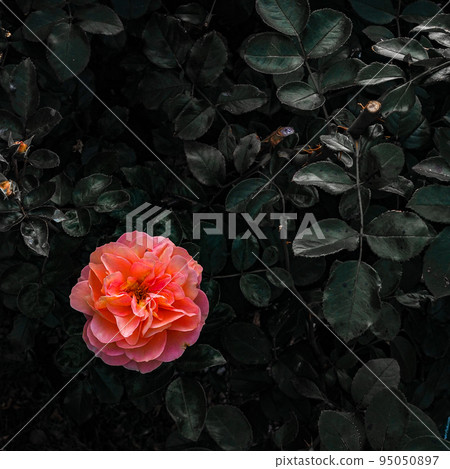 公園鮮花 公園鮮花 95050897
