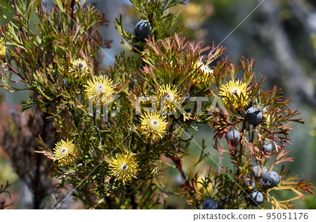 Australian native broad-leaf drumstick flowers and fruit, Isopogon anemonifolius, family Proteaceae, growing in Sydney woodland, New South Wales, Australia. Spring flowering Australian native broad-leaf drumstick flowers and fruit, Isopogon anemonifolius, family Proteaceae, growing in Sydney woodland, New South Wales, Australia. Spring flowering 95051176