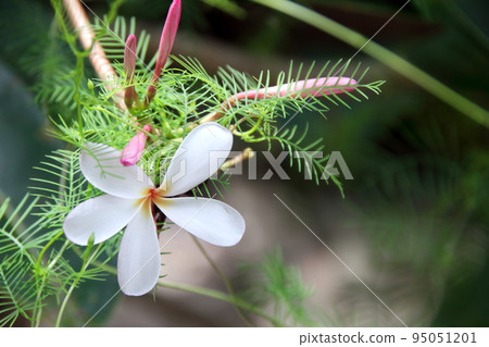 White Frangipani flower and green leaves of Star Glory. White Frangipani flower and green leaves of Star Glory. 95051201