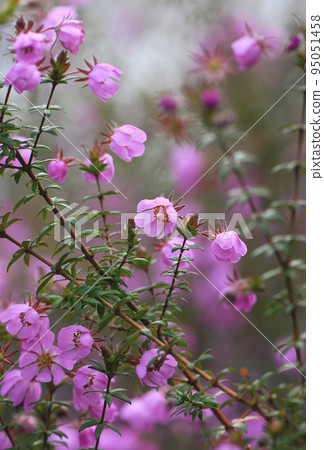Pink flowers of the Australian native River Rose, Bauera rubioides, family Cunoniaceae, growing in Sydney woodland, NSW. Endemic to heath and forest of east coast of Australia. Also called Dog Rose. Pink flowers of the Australian native River Rose, Bauera rubioides, family Cunoniaceae, growing in Sydney woodland, NSW. Endemic to heath and forest of east coast of Australia. Also called Dog Rose. 95051458