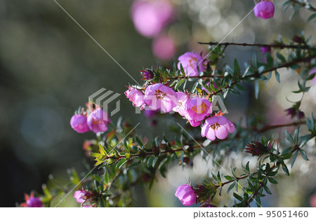 Pink flowers of the Australian native River Rose, Bauera rubioides, family Cunoniaceae, growing in Sydney woodland, NSW. Endemic to heath and forest of east coast of Australia. Also called Dog Rose. 95051460