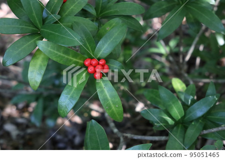 紅色漿果 紅色漿果 95051465