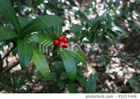 紅色漿果 紅色漿果 95051466