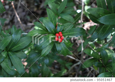 紅色漿果 紅色漿果 95051467