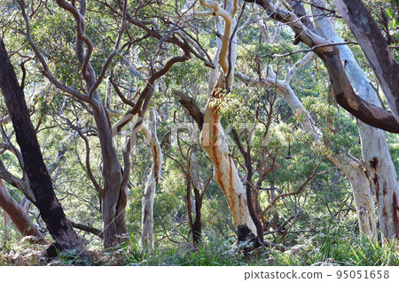 Sandstone gully sclerophyll forest of Scribbly Gum, Eucalyptus haemastoma, and Sydney Red Gum, Angophora costata, with an understory of Bracken Fern, Pteridium esculentum, in Sydney, NSW, Australia Sandstone gully sclerophyll forest of Scribbly Gum, Eucalyptus haemastoma, and Sydney Red Gum, Angophora costata, with an understory of Bracken Fern, Pteridium esculentum, in Sydney, NSW, Australia 95051658