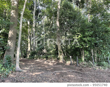 Entrance of the forest 95051740