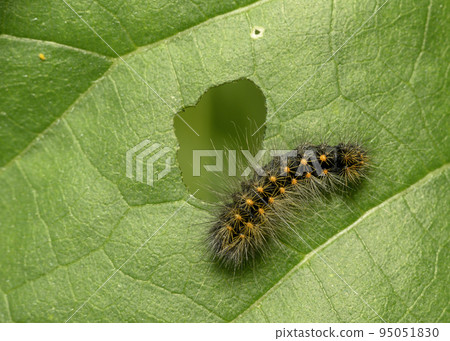 A close-up view of a black caterpillar with orange dots on a tree leaf with a hole eaten through A close-up view of a black caterpillar with orange dots on a tree leaf with a hole eaten through 95051830