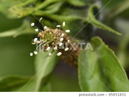 A close-up view of the stamens of a forest flower resembling a cheerful caterpillar A close-up view of the stamens of a forest flower resembling a cheerful caterpillar 95051831