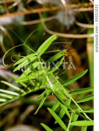 An insect with long legs, resembling a mosquito on a shrub branch An insect with long legs, resembling a mosquito on a shrub branch 95051832
