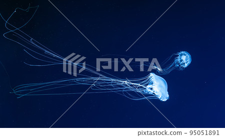 Glow jellyfish chrysaora quinquecirrha in blue water. Diving, theriology, undersea life 95051891