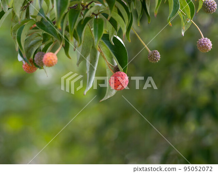 Red berries of evergreen mountain hoshi 95052072