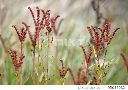 生長在濕地的露兜樹 生長在濕地的露兜樹 95052082