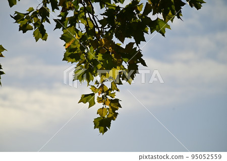 Branch from above against a morning sky with some clouds Branch from above against a morning sky with some clouds 95052559