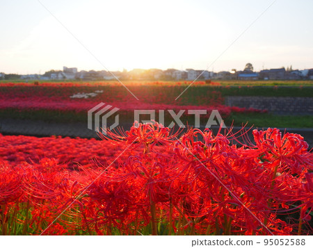 愛知縣豐田市會津女川的孤挺花和晨光 95052588