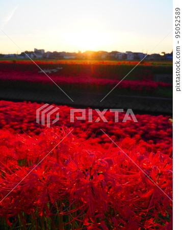 愛知縣豐田市會津女川的孤挺花和晨光 95052589