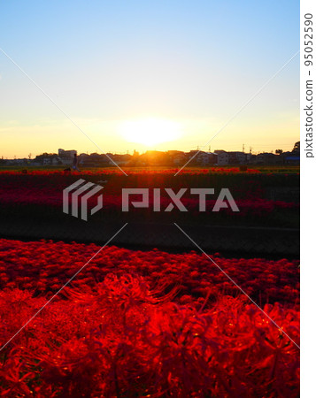 Amaryllis and morning sun in Aizuma Onagawa, Toyota City, Aichi Prefecture Amaryllis and morning sun in Aizuma Onagawa, Toyota City, Aichi Prefecture 95052590