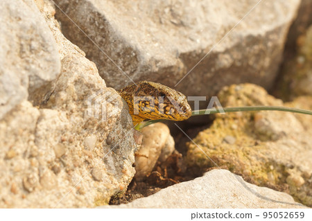 Closeup on a Common European wall lizard, Podarcis muralis sunbathing in front of her nest in Flandres, Belgium 95052659