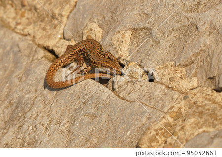 Closeup on a Common European wall lizard, Podarcis muralis sunbathing in front of her nest in Flandres, Belgium 95052661