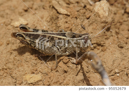 Detailed closeup on an isolated Mediterranean Italian locust, Calliptamus italicus sitting on a stone Detailed closeup on an isolated Mediterranean Italian locust, Calliptamus italicus sitting on a stone 95052679