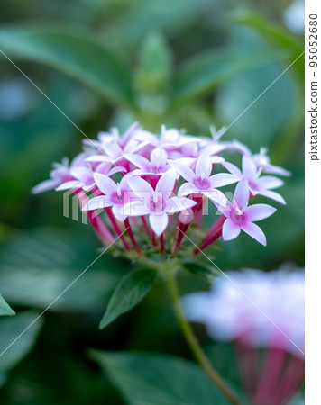 Pink pentas Pink pentas 95052680