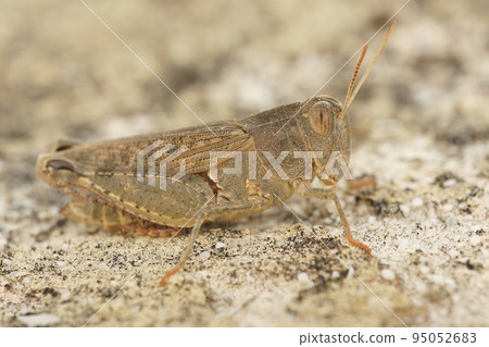 Detailed closeup on an isolated Mediterranean Italian locust, Calliptamus italicus sitting on a stone Detailed closeup on an isolated Mediterranean Italian locust, Calliptamus italicus sitting on a stone 95052683