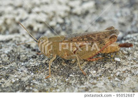 Detailed closeup on an isolated Mediterranean Italian locust, Calliptamus italicus sitting on a stone Detailed closeup on an isolated Mediterranean Italian locust, Calliptamus italicus sitting on a stone 95052687