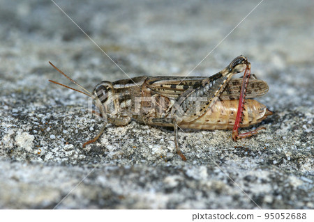 Closeup on an isolated Mediterranean Calliptamus locust grasshopper, sitting on the ground in the Gard, France Closeup on an isolated Mediterranean Calliptamus locust grasshopper, sitting on the ground in the Gard, France 95052688