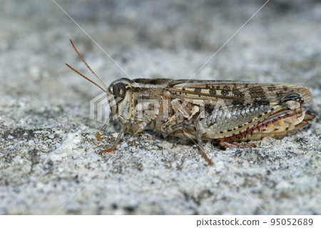 Closeup on an isolated Mediterranean Calliptamus locust grasshopper, sitting on the ground in the Gard, France Closeup on an isolated Mediterranean Calliptamus locust grasshopper, sitting on the ground in the Gard, France 95052689