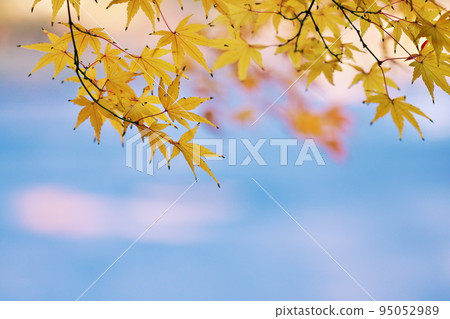 在陽光明媚的冬日觀賞秋葉 95052989