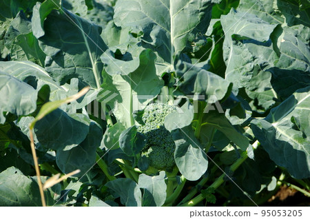 Broccoli field 95053205