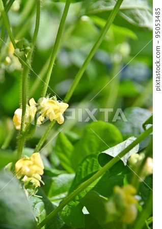 red bean yellow flower 95053485