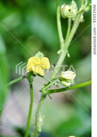 red bean yellow flower 95053486