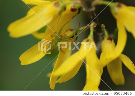 A flower spider hiding in yellow forsythia flowers A flower spider hiding in yellow forsythia flowers 95053496