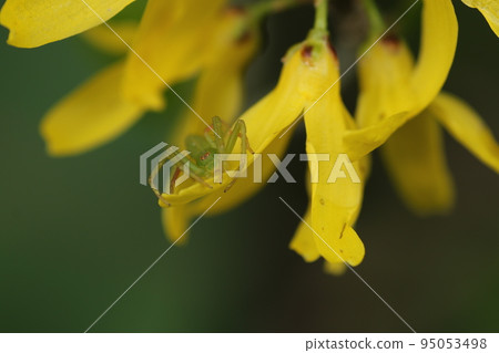 隱藏在黃色連翹花中的花蜘蛛 隱藏在黃色連翹花中的花蜘蛛 95053498