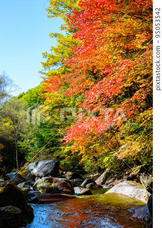Yokoya Valley (Autumn) Yokoya Valley (Autumn) 95053542