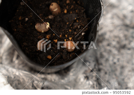 Home garden with a planter Planting seeds in a pot 95053592