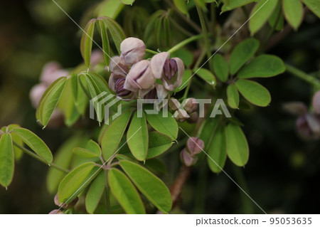 Akebi with many purple flowers 95053635
