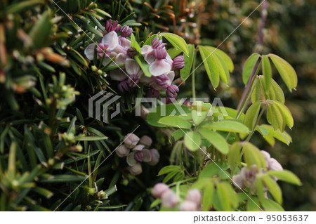 Akebi with many purple flowers Akebi with many purple flowers 95053637