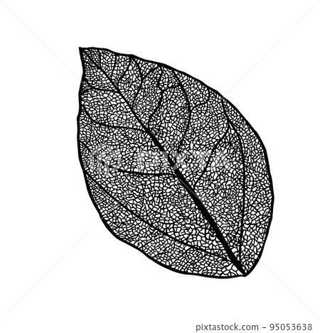 Tree leaf skeletonized monochrome. Vector illustration 95053638