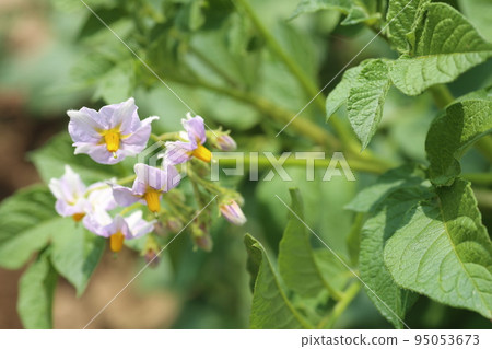 Potato flowers that bloom in early summer 95053673