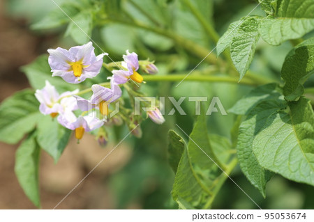 Potato flowers that bloom in early summer Potato flowers that bloom in early summer 95053674