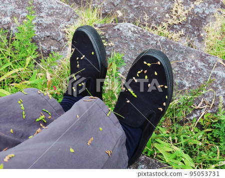 A sticking insect 95053731