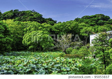 Kamakura Tsuruoka Hachimangu Genhirai Pond 95053837